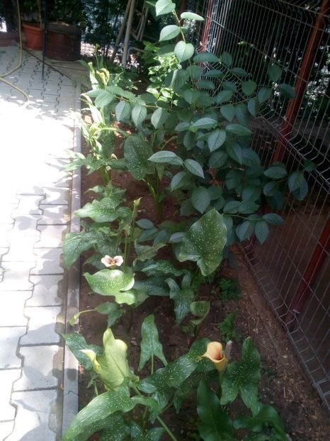  - CALE 2013-2018-2019