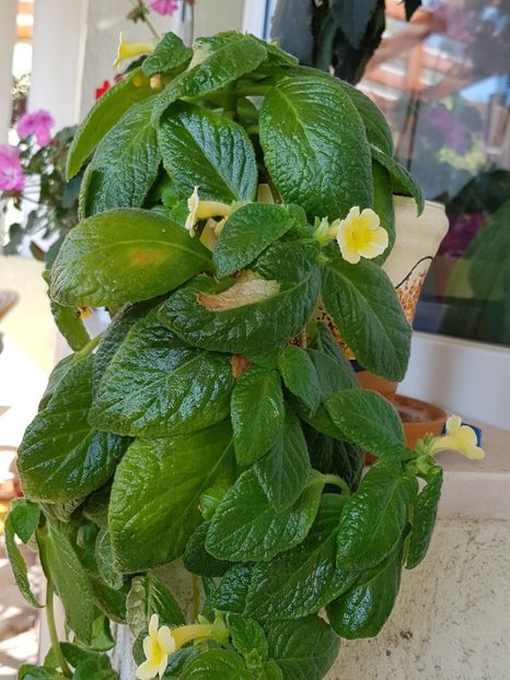 Episcia Tropical Topas - Alte plante de interior