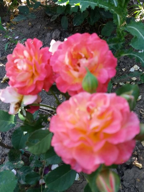  - Michelle Bedrossian 1