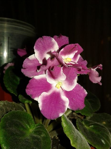 3 - Violete Africane