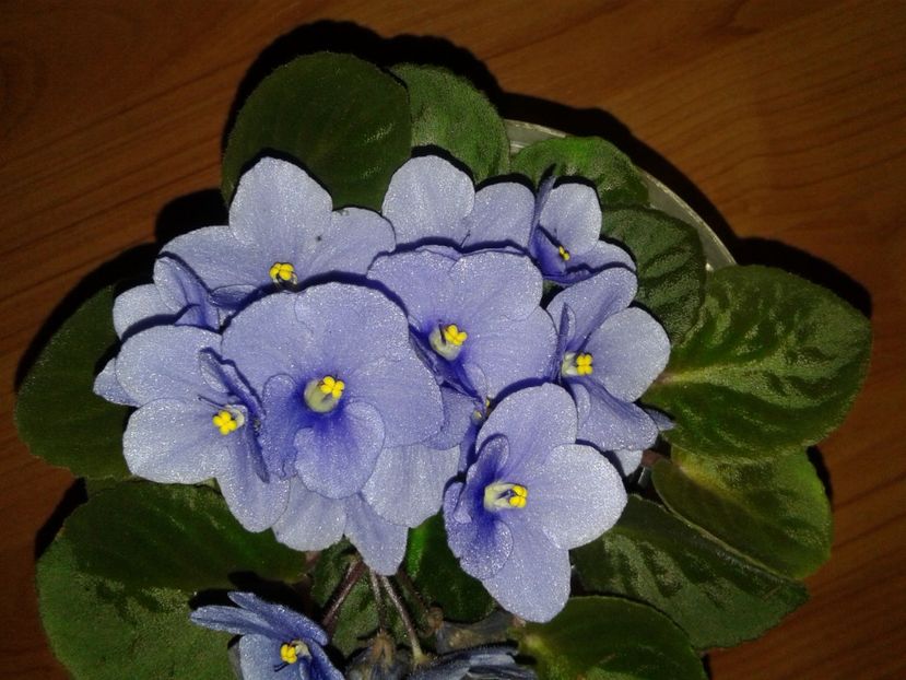 4 - Violete Africane