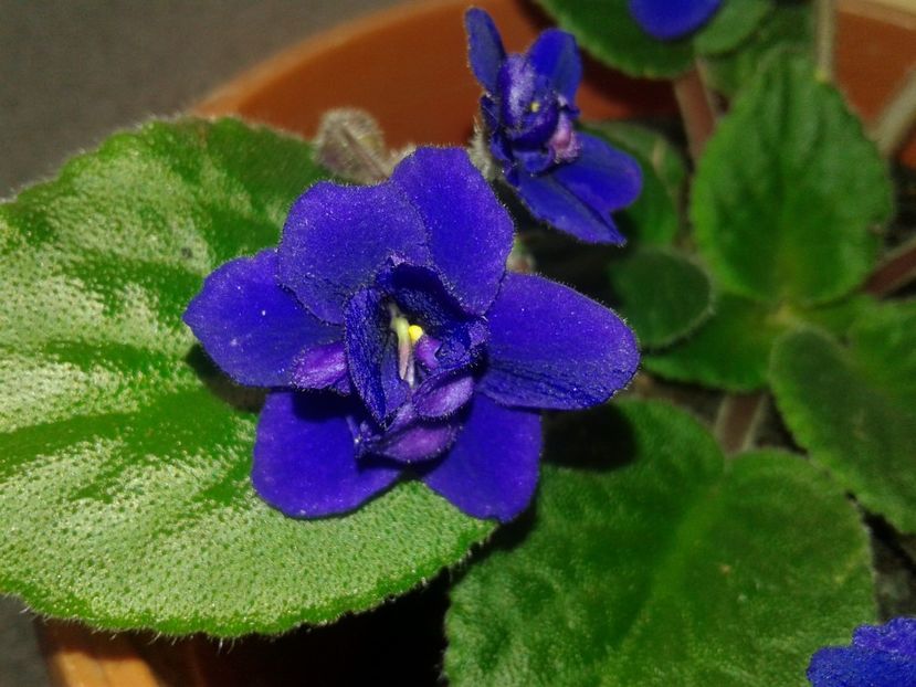 5 - Violete Africane