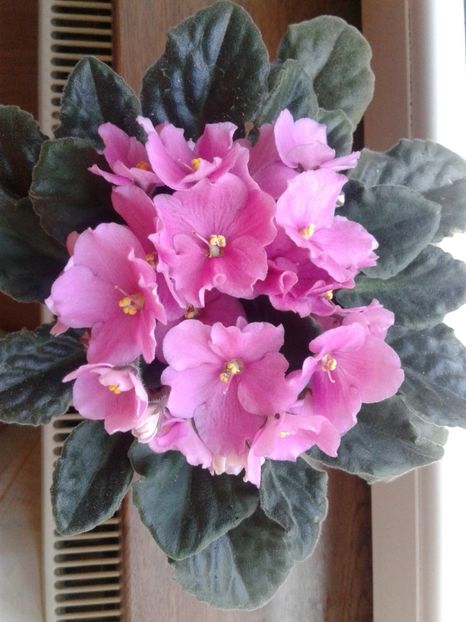 6 - Violete Africane