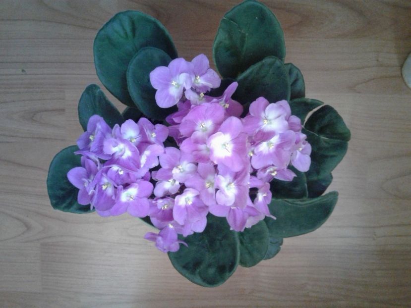 7 - Violete Africane