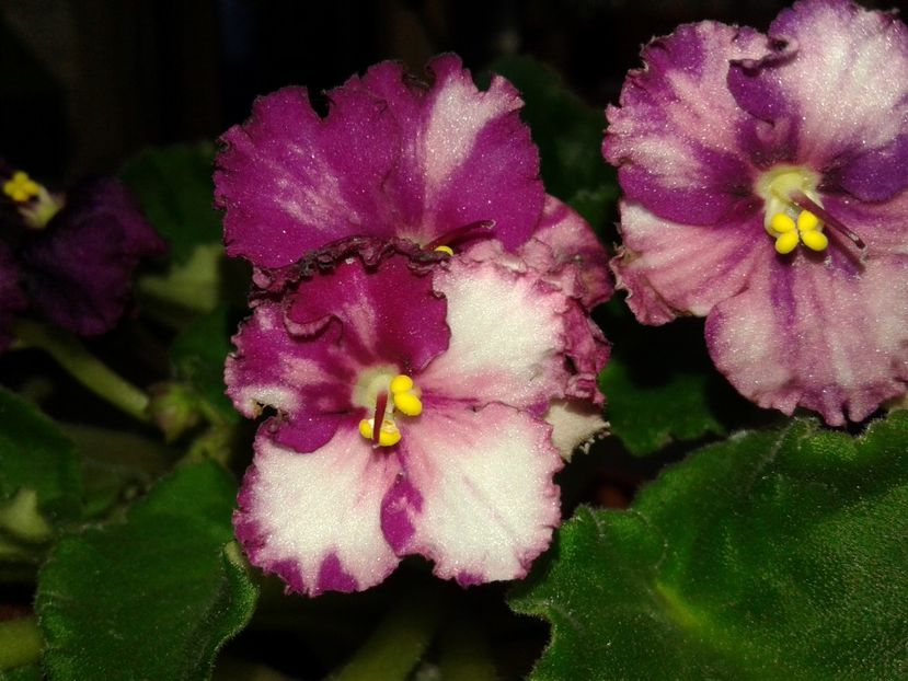 8 - Violete Africane