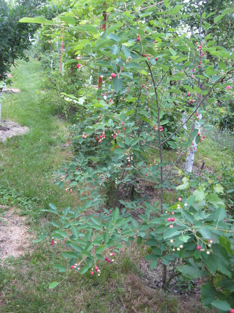 2018 - in acest an am avut noroc..... - Amelanchier lamarchi- Pom de stafide