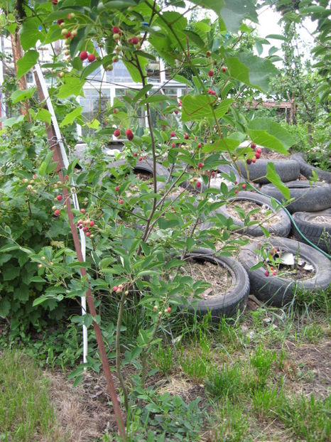 acum se vad rezultatele..... - Amelanchier lamarchi- Pom de stafide