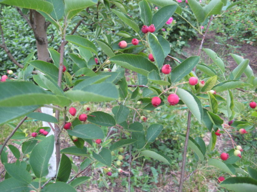 suntem incarcati de fructe. - Amelanchier lamarchi- Pom de stafide