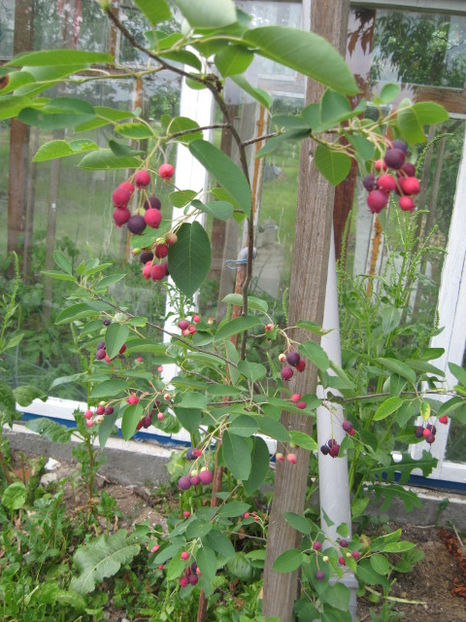  - Amelanchier lamarchi- Pom de stafide