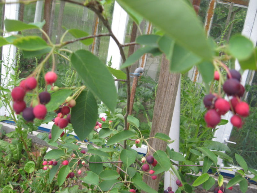  - Amelanchier lamarchi- Pom de stafide