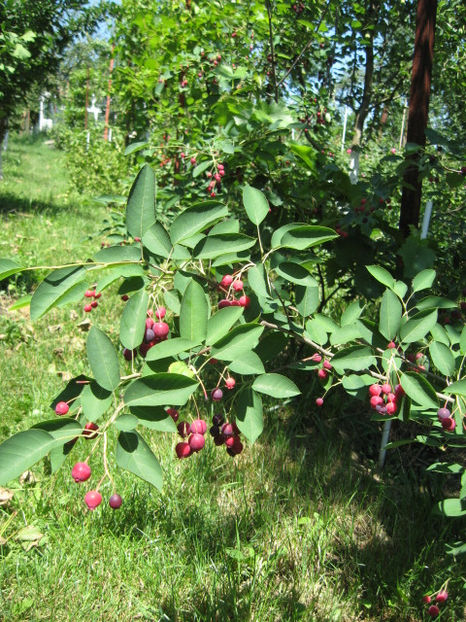  - Amelanchier lamarchi- Pom de stafide