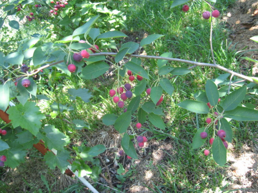  - Amelanchier lamarchi- Pom de stafide