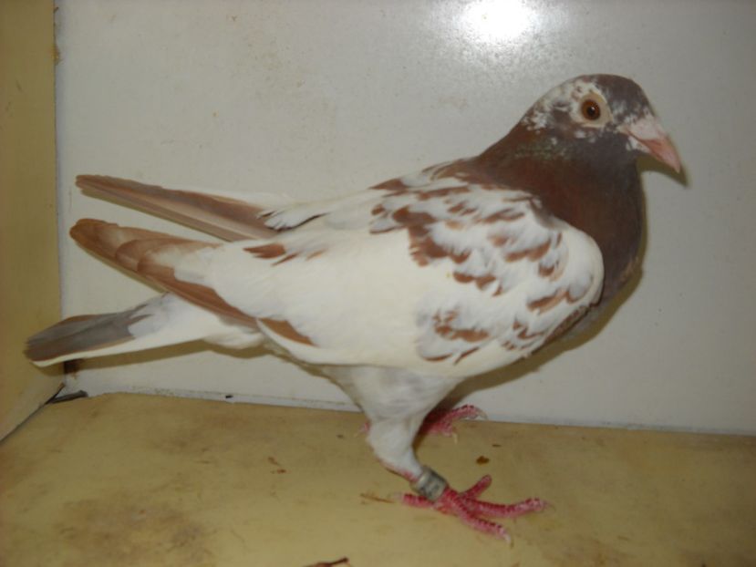 5 - PORUMBEI VANDUTI