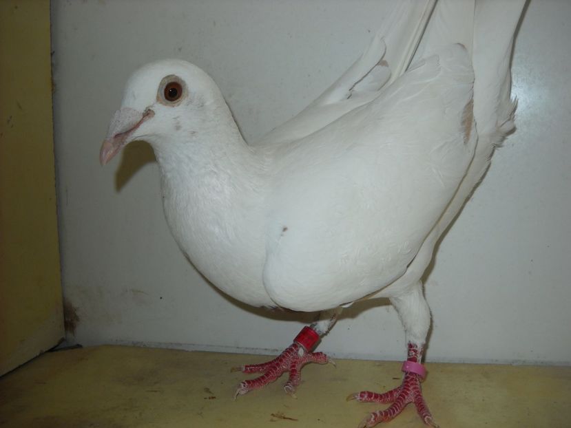 7 - PORUMBEI VANDUTI