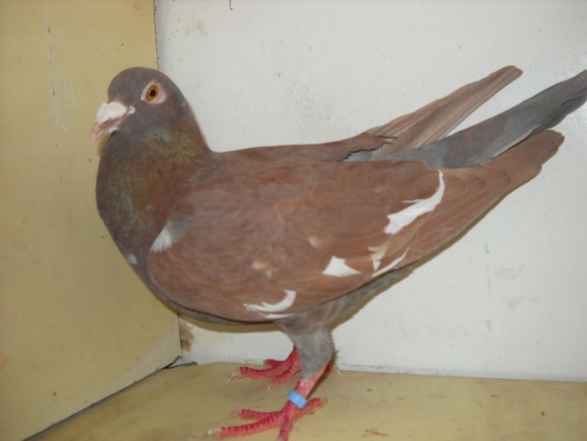 8 - PORUMBEI VANDUTI