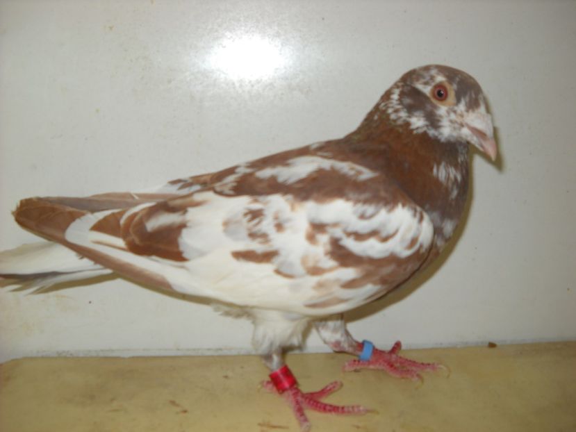 9 - PORUMBEI VANDUTI