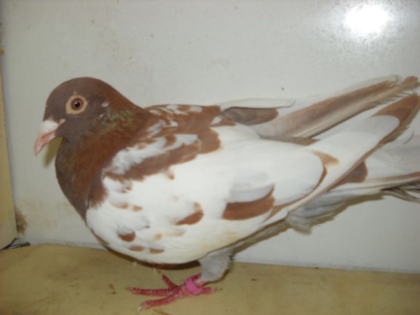 10 - PORUMBEI VANDUTI