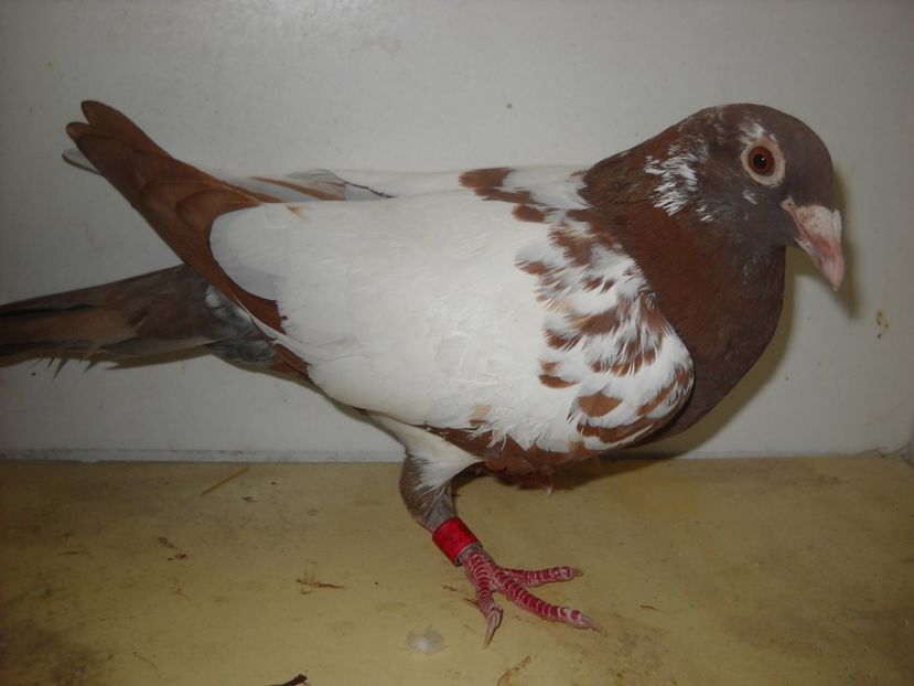 F.2017 -75 RON. - PORUMBEI VANDUTI