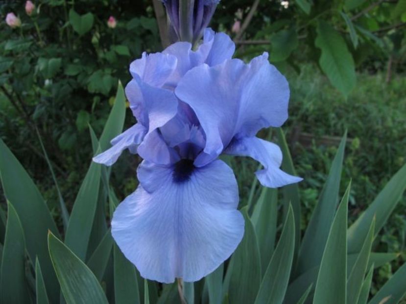 codicil_0916 - IRIS GERMANICA DE VANZARE 2018