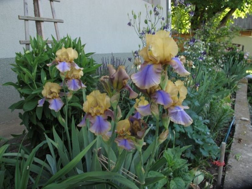 gipsy prince_0921 - IRIS GERMANICA DE VANZARE 2018