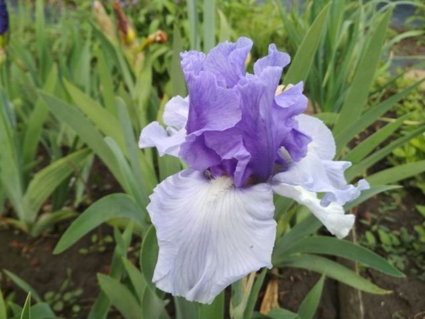 in reverse_183949 - IRIS GERMANICA DE VANZARE 2018