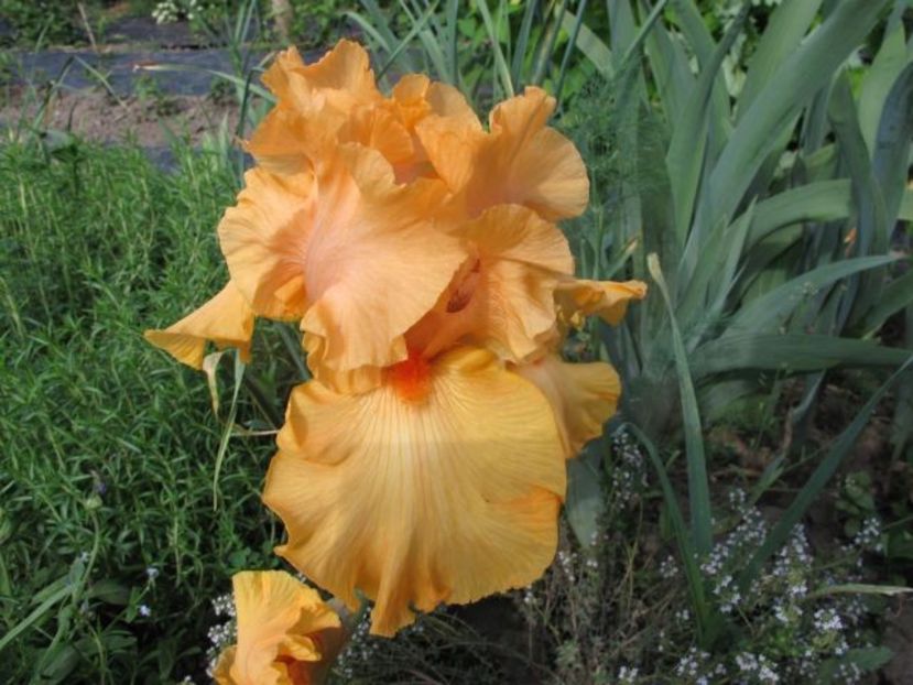 savannah sunset_0898 - IRIS GERMANICA DE VANZARE 2018