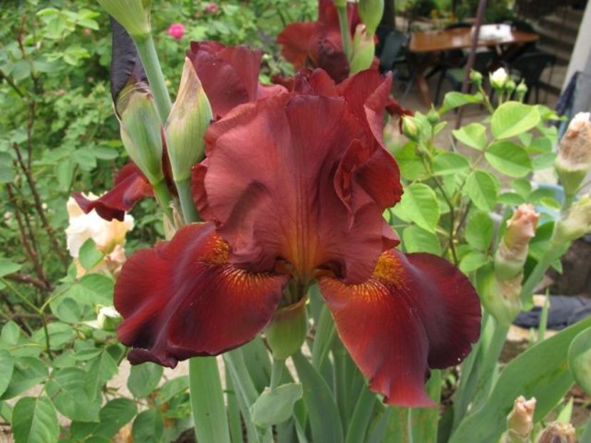 vita fire_0814 - IRIS GERMANICA DE VANZARE 2018