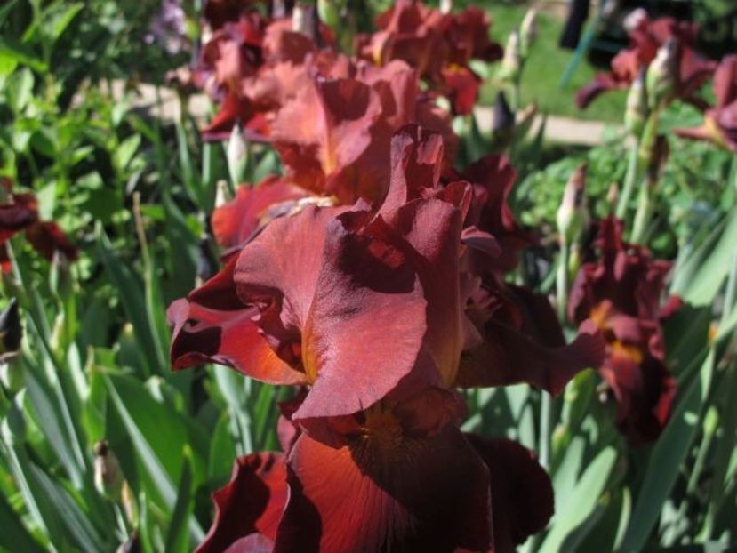 vita fire_0936 - IRIS GERMANICA DE VANZARE 2018