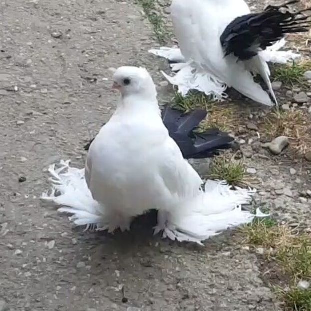 - Omski si Nordcaucazieni 2018