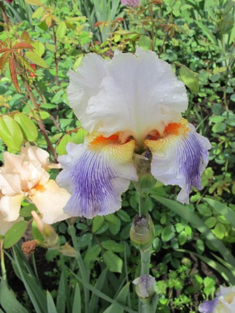 PUCCINI - IRIS GERMANICA DE VANZARE 2018