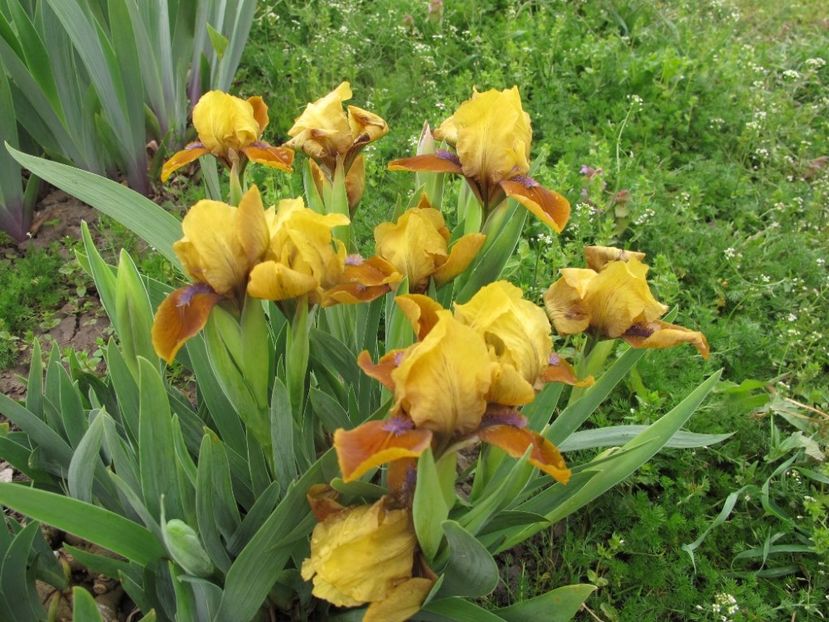 manchu coffee_pitic standard 0521 - IRIS GERMANICA DE VANZARE 2018