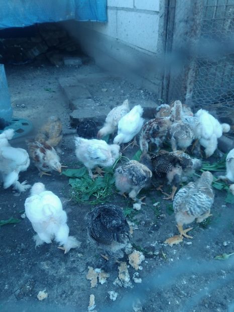 P_20180608_181652 - In asteptare 2k18