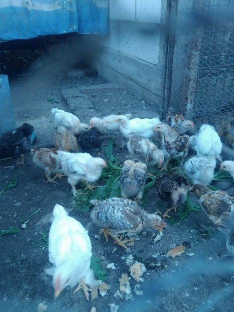 P_20180608_181646 - In asteptare 2k18