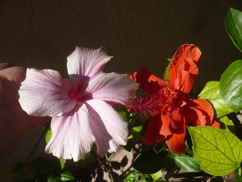 08.06.2018 - HIBISCUSI 2018-2
