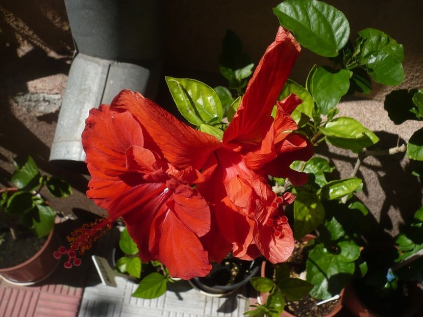 P1370847 - HIBISCUSI 2018-2