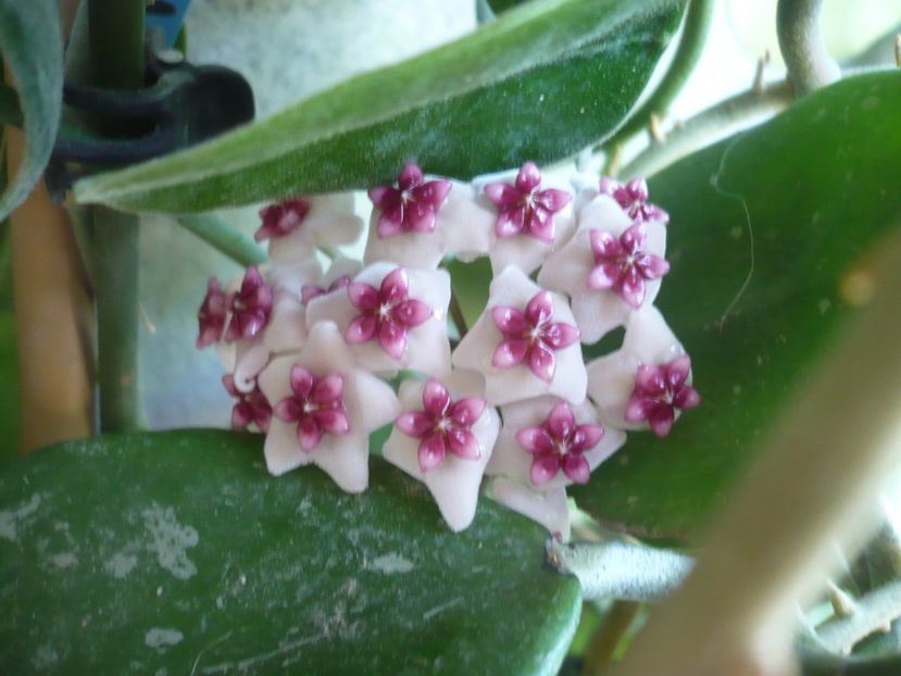 08.06.2018 - HOYA 2018-1