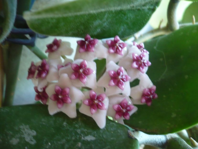 P1370857 - HOYA 2018-1