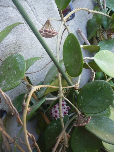 P1370858 - HOYA 2018-1