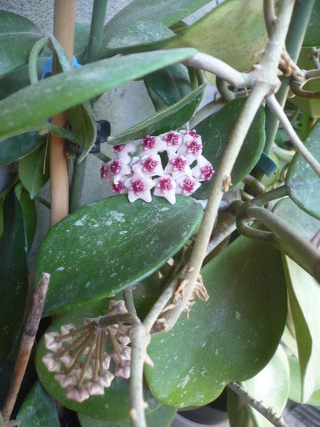 P1370859 - HOYA 2018-1