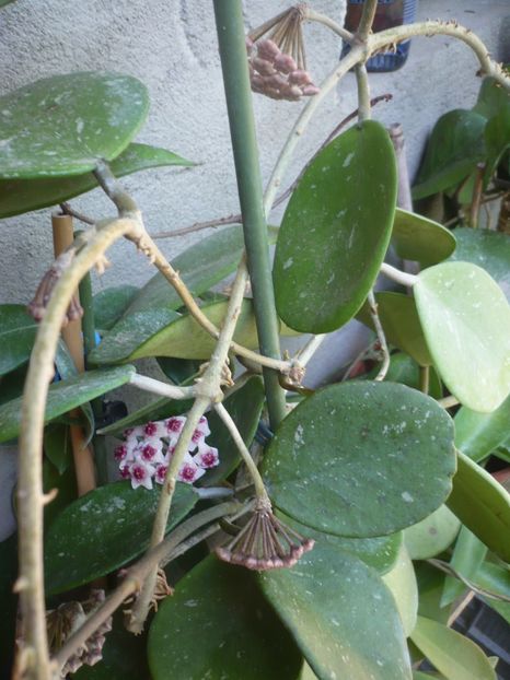 P1370860 - HOYA 2018-1