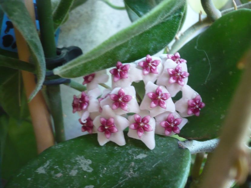 P1370861 - HOYA 2018-1