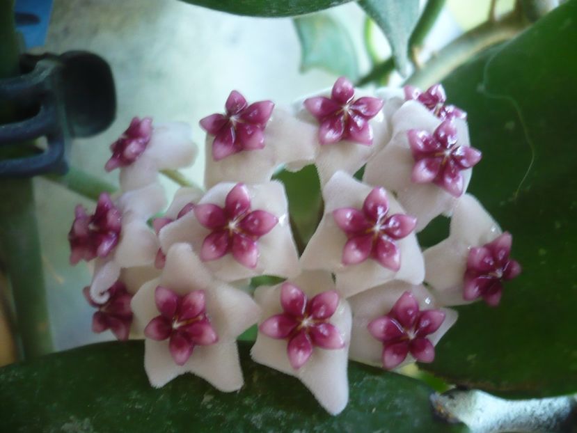 P1370863 - HOYA 2018-1