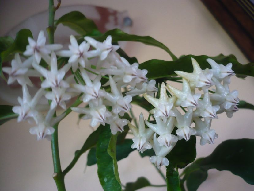 P1370865 - HOYA 2018-1