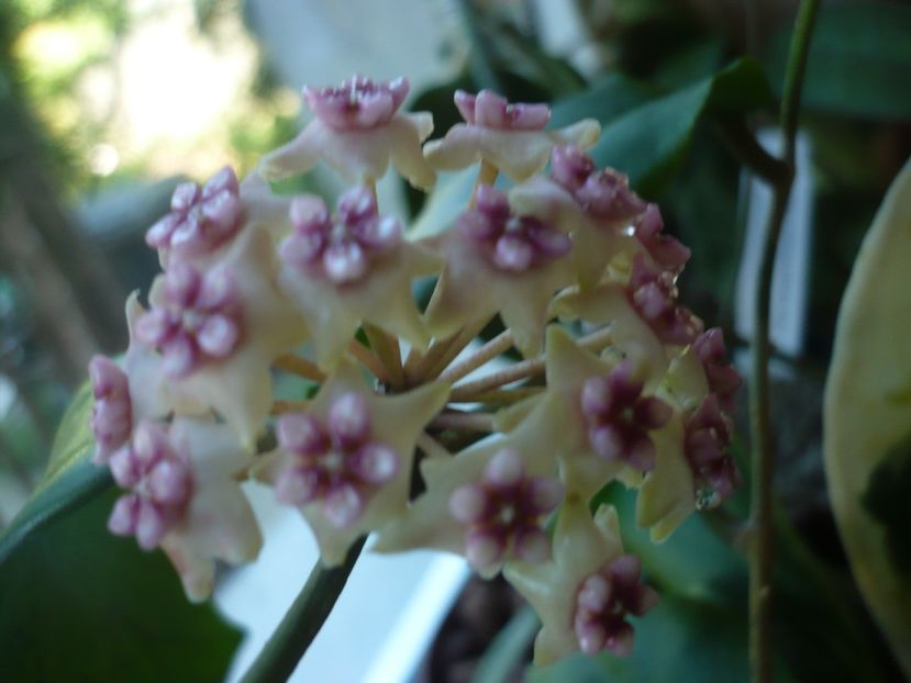 P1370867 - HOYA 2018-1