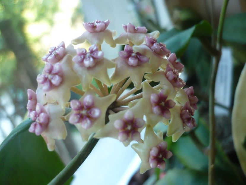 P1370868 - HOYA 2018-1