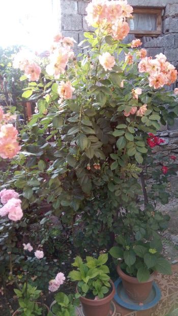  - Westerland -arabia