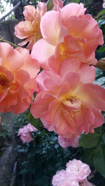  - Westerland -arabia