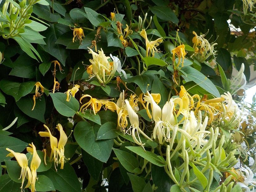  - lonicera