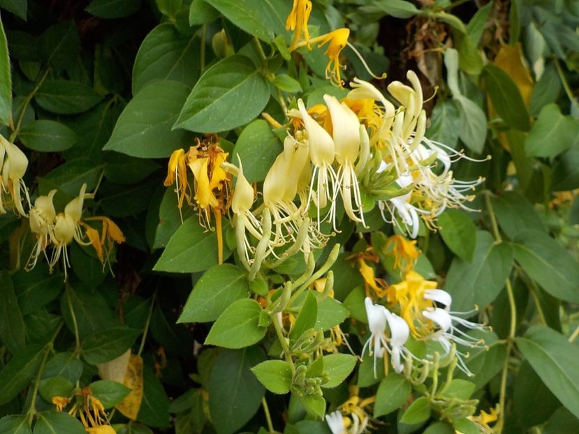  - lonicera