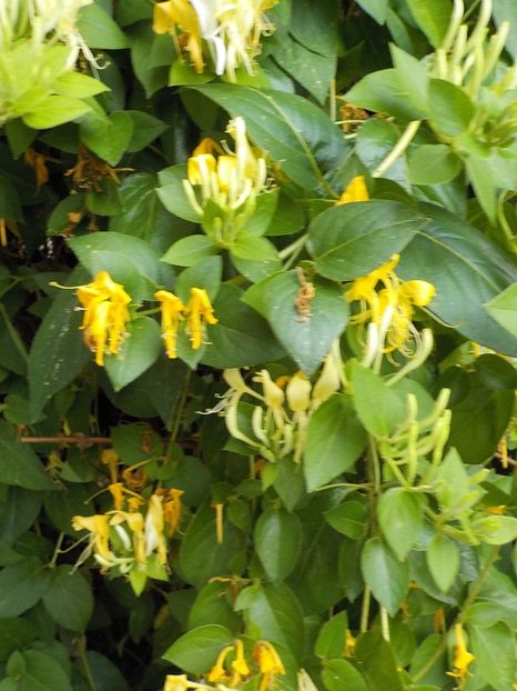  - lonicera